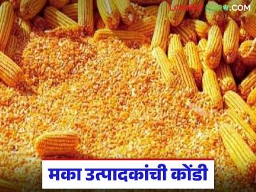Makka Kharedi : मका उत्पादकांची कोंडी; ई-मेल, गोदाम, बारदाना… आणि शेतकऱ्यांच्या अडचणी संपेना - Marathi News | latest news Makka Kharedi: The dilemma of maize producers; E-mail, warehouse, grain storage... and the problems of farmers do not end | Latest News at Lokmat.com