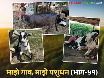 म्हशीमधील उरमोडी, मृदूअस्थी आजार कशामुळे होतो व त्यावर काय करावे उपाय? - Marathi News | What causes Osteoporosis disease in buffaloes and what can be done to treat it? | Latest News at Lokmat.com