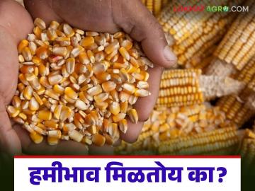 धुळे, सटाणा, अमळनेर बाजारातून आज सर्वाधिक मका आवक; राज्यात कुठे मिळतोय हमीभाव? वाचा सविस्तर - Marathi News | Highest maize arrival today from Dhule, Satana, Amalner markets; Where in the state is the guaranteed price being obtained? Read in detail | Latest market-yard News at Lokmat.com