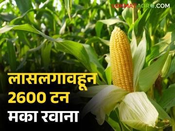 Maka Export : लासलगावहून काश्मीरमधील पोल्ट्रीसाठी 2600 टन मका रवाना, वाचा सविस्तर  - Marathi News | Latest News Maka Export 2600 tonnes of maize from Lasalgaon for poultry in Kashmir, read in detail | Latest News at Lokmat.com
