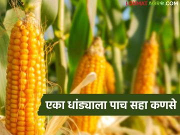 चार एकरांवर मका, सहा हजारांचा खर्च, एका धांड्याला पाच-सहा कणसे, शेतकऱ्यानं नेमकं काय केलं? - Marathi News | Latest News Maize Farming Five-six ears per stalk, high production at low cost | Latest News at Lokmat.com चार एकरांवर मका, सहा हजारांचा खर्च, एका धांड्याला पाच-सहा कणसे, शेतकऱ्यानं नेमकं काय केलं? - Marathi News | Latest News Maize Farming Five-six ears per stalk, high production at low cost | Latest News at Lokmat.com