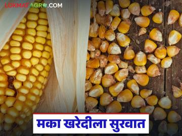 Maka Kharedi : किमान आधारभूत किमतीवर मका खरेदी सुरू; वाचा काय मिळतोय दर? - Marathi News | Maka Kharedi : Maize procurement starts at minimum support price; Read what price is being obtained? | Latest News at Lokmat.com