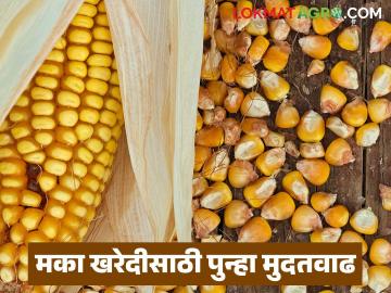 मका खरेदीसाठी केंद्र सरकारकडून दुसऱ्यांदा मुदतवाढ; आता किती तारखेपर्यंत सुरु राहणार खरेदी? - Marathi News | The central government has extended the deadline for maize procurement for the second time; Till when will the procurement continue? | Latest market-yard News at Lokmat.com