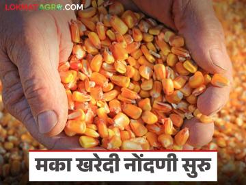 हमीभावाने मका खरेदीची ऑनलाईन नोंदणी झाली सुरू; खरेदीसाठी कसा निघाला दर? - Marathi News | Online registration for maize purchase at guaranteed price has started; How was the price determined for the purchase? | Latest News at Lokmat.com हमीभावाने मका खरेदीची ऑनलाईन नोंदणी झाली सुरू; खरेदीसाठी कसा निघाला दर? - Marathi News | Online registration for maize purchase at guaranteed price has started; How was the price determined for the purchase? | Latest News at Lokmat.com