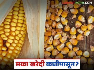 मका उत्पादक शेतकऱ्यांना मोठा दिलासा; पुढील आठवड्यात फेडरेशनमार्फत मका खरेदीला सुरवात - Marathi News | Big relief for maize farmers; Maize procurement through federation to begin next week | Latest News at Lokmat.com मका उत्पादक शेतकऱ्यांना मोठा दिलासा; पुढील आठवड्यात फेडरेशनमार्फत मका खरेदीला सुरवात - Marathi News | Big relief for maize farmers; Maize procurement through federation to begin next week | Latest News at Lokmat.com