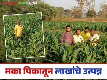 Latest News : मका पिकातून एकरी 60 क्विंटलचे उत्पादन कसे मिळते? वाचा सविस्तर - Marathi News | latest news Maize yields one lakh rupees per acre, 60 quintals per acre, read in detail | Latest News at Lokmat.com