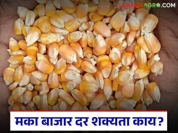 Maka Bajar Bhav : राज्याच्या मका बाजारात दर वाढ संदर्भात काय आहेत शक्यता? वाचा सविस्तर - Marathi News | Maka Bajar Bhav : What are the chances of price hike in the state's maize market? Read in detail | Latest News at Lokmat.com