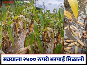 नाशिकच्या शेतकऱ्याला मका नुकसानीचे 2500 रुपये मिळाले, तुमच्या खात्यावर किती आले?  - Marathi News | Latest News Nuksan Bharpai Nashik farmer received Rs 2500 for maize damage | Latest News at Lokmat.com नाशिकच्या शेतकऱ्याला मका नुकसानीचे 2500 रुपये मिळाले, तुमच्या खात्यावर किती आले?  - Marathi News | Latest News Nuksan Bharpai Nashik farmer received Rs 2500 for maize damage | Latest News at Lokmat.com