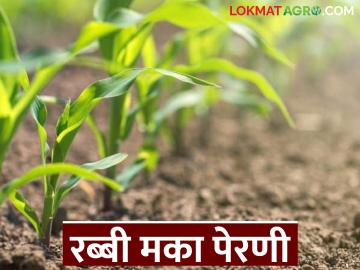 Rabbi Maka Perani : रब्बी मका पेरणी कधीपर्यंत आणि कशी करावी, जाणून घ्या सविस्तर - Marathi News | Latest News Rabbi Maka Perani Know in detail when and how to sow Rabi maize | Latest News at Lokmat.com Rabbi Maka Perani : रब्बी मका पेरणी कधीपर्यंत आणि कशी करावी, जाणून घ्या सविस्तर - Marathi News | Latest News Rabbi Maka Perani Know in detail when and how to sow Rabi maize | Latest News at Lokmat.com