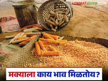 Maka Market : दिवाळीपूर्वी शेतकऱ्यांकडून मका विक्रीची लगबग; सरासरी काय दर मिळतोय?  - Marathi News | Latest News Maize Market Farmers are selling maize before Diwali see details | Latest News at Lokmat.com
