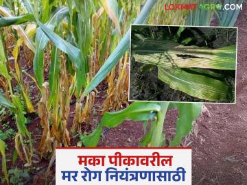 Maize Crop : मागील वर्षी मका पिकावर मर रोग आला, यंदा येऊ नये, म्हणून काय कराल?  - Marathi News | Latest News Maka crop Disease Measures should be taken to control the disease of maize crop | Latest News at Lokmat.com