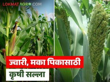 ज्वारी - कणसातील अळ्यांचे नियंत्रण, मका - फुलोऱ्यात असल्याने सिंचन पुरवठा कसा कराल? - Marathi News | Latest news agriculture News How to manage sorghum and maize crops in Rabi season | Latest News at Lokmat.com ज्वारी - कणसातील अळ्यांचे नियंत्रण, मका - फुलोऱ्यात असल्याने सिंचन पुरवठा कसा कराल? - Marathi News | Latest news agriculture News How to manage sorghum and maize crops in Rabi season | Latest News at Lokmat.com