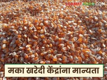 अतिरिक्त नऊ मका खरेदी केंद्रांना मान्यता, मका विक्रीसाठी नोंदणी आवश्यक, पहा खरेदी केंद्राची यादी - Marathi News | Latest news Approval for additional nine maize purchasing centers, registration required for maize sale, see documents list | Latest News at Lokmat.com