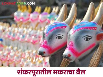 Bail Pola : चंद्रपुरातील मकराच्या बैल पोळ्याचा इतिहास माहितीय का? जाणून घ्या सविस्तर  - Marathi News | Latest News agriculture News know history of Makara Bail Pola of shankarapur in Chandrapur district Know in detail  | Latest News at Lokmat.com