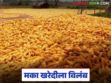 Makka Kharedi : मका विक्रीसाठी आलेले शेतकरी अडकले; खरेदी प्रक्रिया मंद - Marathi News | latest news Makka Kharedi: Farmers who came to sell maize got stuck; purchase process slow | Latest News at Lokmat.com