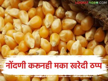 Makka Kharedi : नोंदणी करूनही मका खरेदी ठप्प! करमाडमध्ये शेतकऱ्यांचा ‘रास्ता रोको’चा इशारा - Marathi News | latest news Makka Kharedi: Maize purchase stalled despite registration! Farmers warn of 'roadblocking' in Karmad | Latest News at Lokmat.com