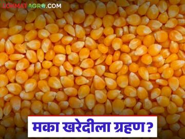 Makka kharedi : ऑनलाइन अडथळ्यांमुळे मका उत्पादक वंचित; हमीभाव केवळ घोषणेतच? - Marathi News | latest news Makka kharedi: Maize producers deprived due to online barriers; Guaranteed price only in the announcement? | Latest News at Lokmat.com