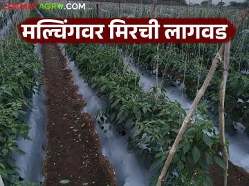 Mirchi Lagwad: मल्चिंगवर मिरची लागवड फायदेशीर; खर्चात होणार बचत वाचा सविस्तर - Marathi News | Mirchi Lagwad: Plant chillies on mulch, get subsidy and earn money in summer! | Latest News at Lokmat.com