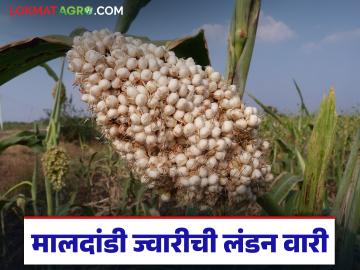 मंगळवेढ्याची मालदांडी थेट लंडनला रवाना; अवघ्या २० किलो ज्वारीसाठी केले १८ हजार रुपये खर्च - Marathi News | Mangalvedha's cargo ship leaves directly for London; Rs 18,000 spent for just 20 kg of jowar | Latest News at Lokmat.com