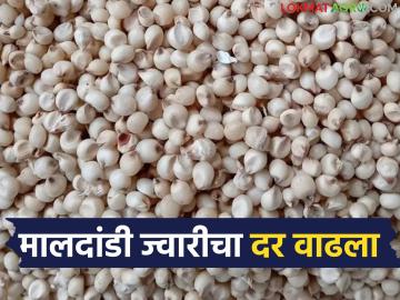 बाजारात शाळू ज्वारीपेक्षा मालदांडी ज्वारीला अधिक पसंती; वाचा प्रतिक्विंटल काय मिळतोय दर? - Marathi News | Maldandi jowar is more preferred than Shalu jowar in the market; Read what is the price per quintal? | Latest News at Lokmat.com
