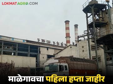 चालू गळीत हंगामासाठी माळेगाव साखर कारखान्याची पहिली उचल जाहीर; कसा दिला दर? - Marathi News | Malegaon Sugar Factory announces first installment for sugarcane current crushing season; How was the price given? | Latest News at Lokmat.com