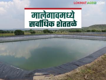 Agriculture News : शेतीसाठी पाणी, मत्स्यपालनही, मालेगावमध्ये दोन वर्षांत 222 शेततळ्यांची निर्मिती - Marathi News | latest news agriculture news 222 farm ponds created in Malegaon taluka in two years for fish or farming | Latest News at Lokmat.com