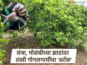 Shankha Snail Management : शंखी गोगलगायींचा संत्रा-मोसंबी बागा हल्ला; नियंत्रणासाठी उपाय कोणते? - Marathi News | latest news Shankha Snail Management: Shankha snails attack orange and grapefruit orchards; What are the measures for control? | Latest News at Lokmat.com