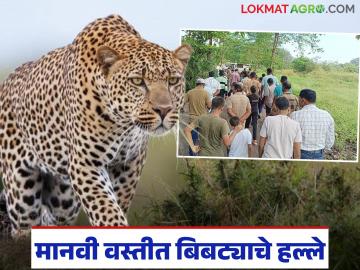 बिबट्याचे हल्ले मानवी वस्तीत का होत आहेत? हे थांबवता कसं येईल, वाचा सविस्तर 