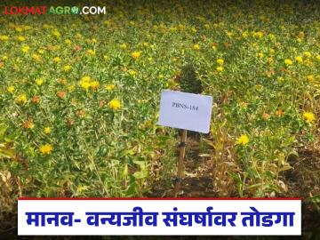 आता शेतात रांत्रदिवस पहारा द्यायची गरज नाही, मानव-वन्यजीव संघर्षावर काटेरी करडईचा उतारा! - Marathi News | Latest News Kardai Farming Safflower crop will be beneficial in human-wildlife conflict | Latest News at Lokmat.com आता शेतात रांत्रदिवस पहारा द्यायची गरज नाही, मानव-वन्यजीव संघर्षावर काटेरी करडईचा उतारा! - Marathi News | Latest News Kardai Farming Safflower crop will be beneficial in human-wildlife conflict | Latest News at Lokmat.com