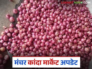 Kanda Bajar Bhav : मंचर बाजार समितीत ५ हजार पिशव्यांची आवक; नंबर १ कांद्याला कसा मिळाला दर? - Marathi News | Kanda Bajar Bhav : Arrival of 5 thousand bags at Manchar Market Committee; How did the number 1 onion get the price? | Latest News at Lokmat.com