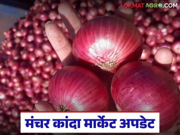 Kanda Market : दिवाळीनंतर मंचर बाजार समितीतमध्ये कांद्याची आवक घटली तर भावात किंचित वाढ - Marathi News | Kanda Market : After Diwali, onion arrivals at the market committee have decreased, while prices have increased slightly. | Latest News at Lokmat.com
