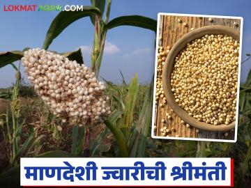 यंदा माणदेशी ज्वारीच्या भाकरीला श्रीमंतीचा थाट; वाचा प्रतिकिलो काय दराने होतेय विक्री?
