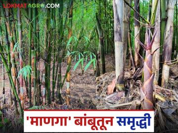 सिंधुदुर्ग जिल्ह्यात या पिकातून शेतीत आली समृद्धी, होतेय ६० कोटी रुपयांची उलाढाल; वाचा सविस्तर - Marathi News | This crop has brought prosperity to agriculture in Sindhudurg district, generating a turnover of Rs 60 crore; Read in detail | Latest News at Lokmat.com