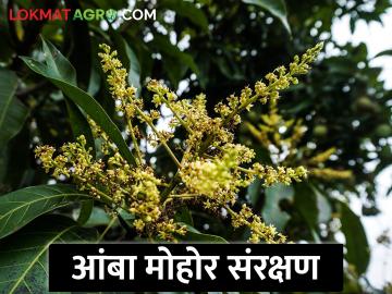 आंबा फळ पिकातील मोहोराचे संरक्षण कसे कराल? - Marathi News | How to protect mango fruit blossom? | Latest News at Lokmat.com