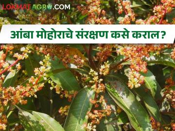 आंबा मोहोरावरील कीड व रोग नियंत्रण कसे कराल? - Marathi News | How to control pests and diseases on mango flowering blossom? | Latest News at Lokmat.com