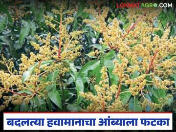 Mango Flowering Delay : बदलत्या हवामानाचा फटका; आंबा मोहोरात महिनाभर विलंब वाचा सविस्तर - Marathi News | latest news Mango Flowering Delay: Impact of changing weather; Mango blossoming delayed by a month Read in detail | Latest News at Lokmat.com