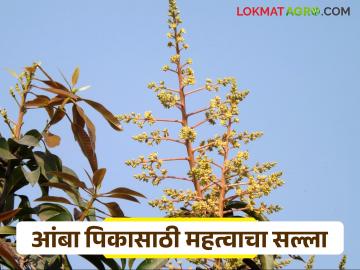 Amba Mohar Niyojan : सद्यस्थितीत आंबा मोहोरासाठी शेतकऱ्यांना महत्वाचा सल्ला; वाचा सविस्तर - Marathi News | Amba Mohar Niyojan : Important advice to farmers for mango blossom in the current situation; Read in detail | Latest News at Lokmat.com