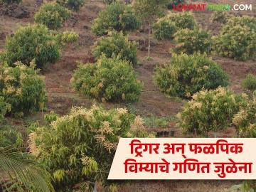 Fal Pik Vima Yojana : महसूल मंडळातून ट्रिगर कार्यान्वित न झाल्यामुळे आंबा बागायतदारांना फटका - Marathi News | Weather based fruit Crop Insurance trigger cant hit in konkan that's why major loss of mango grower farmers | Latest News at Lokmat.com