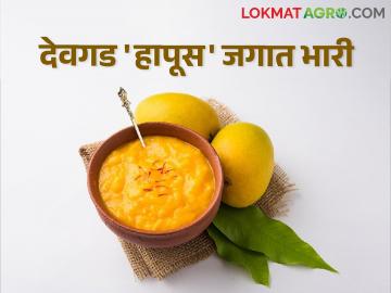 Devgad Hapus देवगड हापूसचा आमरस जगात चवीमध्ये भारी - Marathi News | Devgad Hapus The amras of Devgad Hapus is huge in taste in the world | Latest News at Lokmat.com