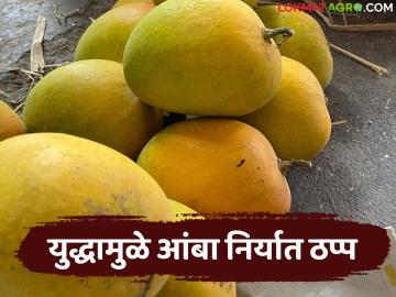 युद्धामुळे आंबा निर्यातीला मोठा ब्रेक; या आठवड्यात दरही उतरले; वाचा पेटीला काय मिळतोय दर? - Marathi News | Big break in mango exports due to war; Prices also fell this week; Read what price is per box getting? | Latest News at Lokmat.com