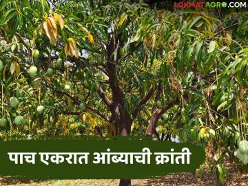 Mango Farming Success Story : पाच एकरात आंब्याची क्रांती; सुरेश ठाकूर यांची १२ लाखांची यशोगाथा - Marathi News | latest news Mango Farming Success Story: Mango revolution in five acres; Suresh Thakur's Rs 12 lakh success story | Latest News at Lokmat.com