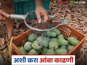 आंबा फळांची काढणी करताना व काढणी केल्यानंतर काय खबरदारी घ्याल? जाणून घ्या सविस्तर - Marathi News | What precautions should you take while harvesting and after harvesting mango fruit? Learn in detail | Latest News at Lokmat.com आंबा फळांची काढणी करताना व काढणी केल्यानंतर काय खबरदारी घ्याल? जाणून घ्या सविस्तर - Marathi News | What precautions should you take while harvesting and after harvesting mango fruit? Learn in detail | Latest News at Lokmat.com