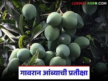 Mango Market Price : गावरान आंब्याची प्रतीक्षा; बाजारात मात्र इतर जातींची धूम! - Marathi News | latest news Mango Market Price: Waiting for Gavran mango; However, other varieties are booming in the market! | Latest News at Lokmat.com