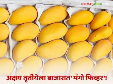 Akshaya Tritiya Mango Market : आंब्यांनी भरली बाजारपेठ; हापूसपेक्षा 'या' आंब्याला जास्त मागणी! - Marathi News | latest news Akshaya Tritiya Mango Market: The market is full of mangoes; There is more demand for 'this' mango than Hapus! | Latest News at Lokmat.com Akshaya Tritiya Mango Market : आंब्यांनी भरली बाजारपेठ; हापूसपेक्षा 'या' आंब्याला जास्त मागणी! - Marathi News | latest news Akshaya Tritiya Mango Market: The market is full of mangoes; There is more demand for 'this' mango than Hapus! | Latest News at Lokmat.com