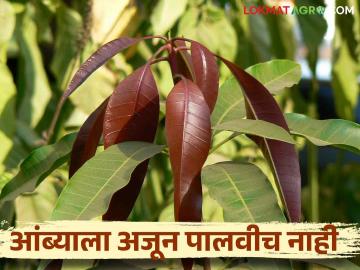 Mango Season in Maharashtra : आंबा हंगामाचे गणित बिघडण्याची शक्यता यंदा मार्चमध्ये आंबा नाही - Marathi News | Mango Season in Maharashtra : Due to lack of cold weather there is no possibility of mango in March this year | Latest News at Lokmat.com