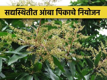 ढगाळ हवामान आणि आंबा बागेचे व्यवस्थापन - Marathi News | Cloudy weather and mango crop management | Latest News at Lokmat.com