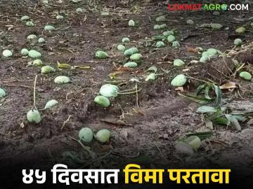 यंदा तरी आंबा फळपीक विम्यासाठी ट्रिगर लागू होणार का? जाणून घ्या सविस्तर - Marathi News | Will the trigger for mango crop insurance be implemented this year? Find out in detail | Latest News at Lokmat.com यंदा तरी आंबा फळपीक विम्यासाठी ट्रिगर लागू होणार का? जाणून घ्या सविस्तर - Marathi News | Will the trigger for mango crop insurance be implemented this year? Find out in detail | Latest News at Lokmat.com