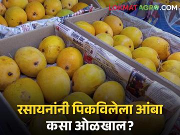 Mango Ripening नैसर्गिकरीत्या पिकलेले आंबे कसे ओळखायाचे? - Marathi News | How to identify naturally ripened mangoes? | Latest News at Lokmat.com Mango Ripening नैसर्गिकरीत्या पिकलेले आंबे कसे ओळखायाचे? - Marathi News | How to identify naturally ripened mangoes? | Latest News at Lokmat.com