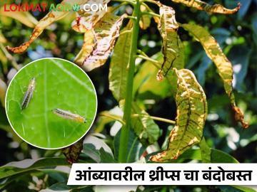 वेळीच करा आंबा मोहारावरील किडींपासून संरक्षण - Marathi News | Timely protection against pests on mango mohara | Latest News at Lokmat.com वेळीच करा आंबा मोहारावरील किडींपासून संरक्षण - Marathi News | Timely protection against pests on mango mohara | Latest News at Lokmat.com