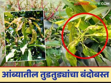 Mango Thrips : आंब्यातील तुडतुडे आणि फुलकिडीच्या नियंत्रणासाठी हे करायला विसरू नका - Marathi News | Mango Thrips : Don't forget to do this to control mango thrips and hoppers | Latest News at Lokmat.com Mango Thrips : आंब्यातील तुडतुडे आणि फुलकिडीच्या नियंत्रणासाठी हे करायला विसरू नका - Marathi News | Mango Thrips : Don't forget to do this to control mango thrips and hoppers | Latest News at Lokmat.com